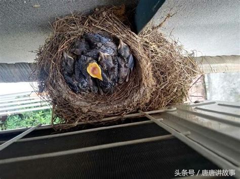 陽台築巢|一隻鳥從築巢，生蛋，孵蛋，小鳥破殼，起飛的全過程